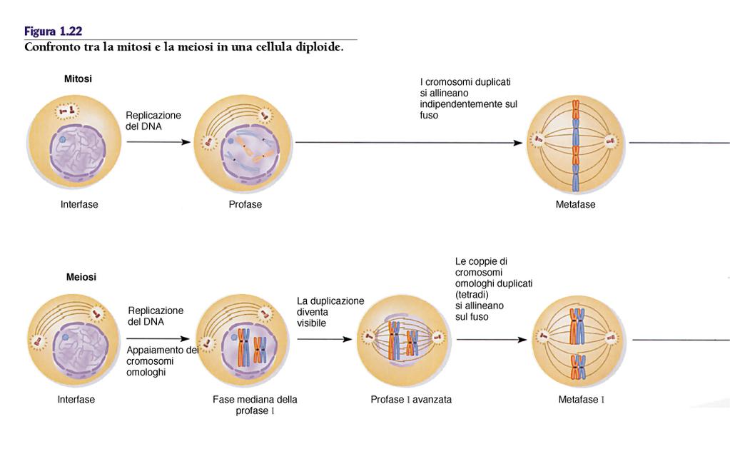 Confronto tra meiosi e mitosi Mitosi: i cromatidi fratelli di ciascun