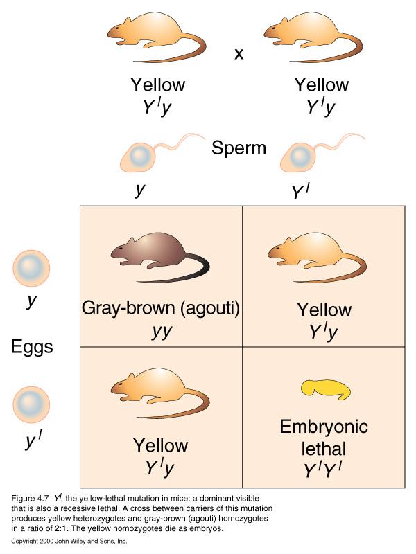 Y è un gene che per il