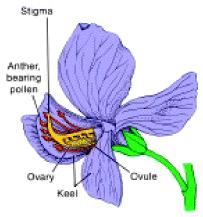 Pisum sativum ampia gamma di forme e colori autofecondazione e fecondazione incrociata stimma antera (porta