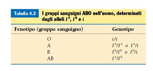 I gruppi sanguigni Un esempio di allelia multipla riguarda il sistema di gruppi sanguigni ABO. Gene I (antigene di superficie sul globulo rosso).