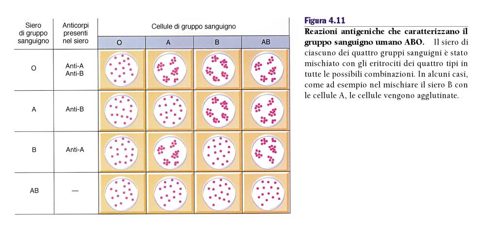 Caratterizzazione fenotipica dei gruppi sanguigni Solo i gruppi che non agglutinano i globuli rossi