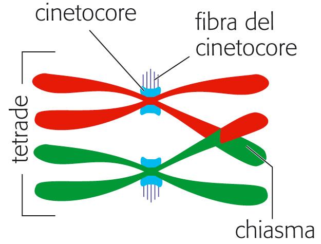 fine della profase I i