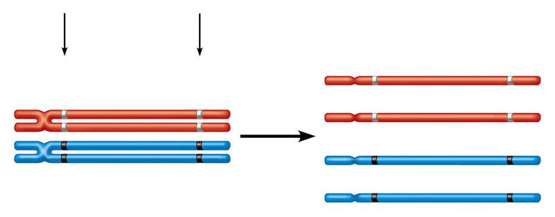 I cromosomi omologhi possono portare versioni diverse dello stesso gene Le differenze tra cromosomi omologhi si basano sul fatto che possono portare, sullo stesso locus, informazioni genetiche