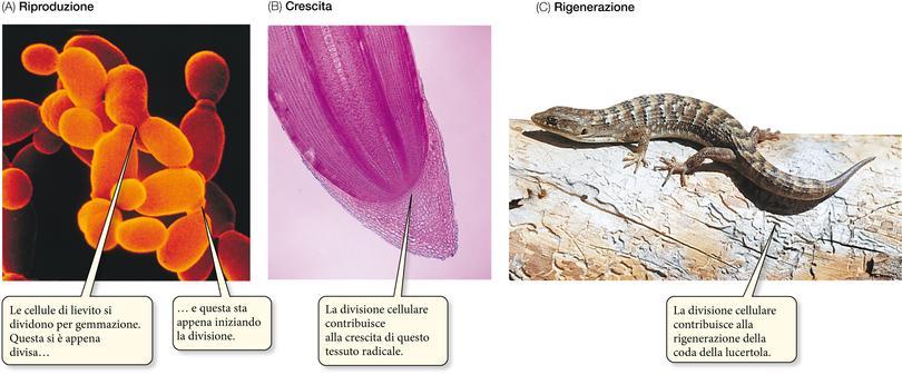 La mitosi Negli animali accresce l organismo da 1 cellula