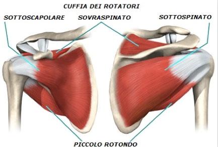 muscoli anteriori di spalla, in particolari gli intrarotatori Muscolatura posteriore si trova