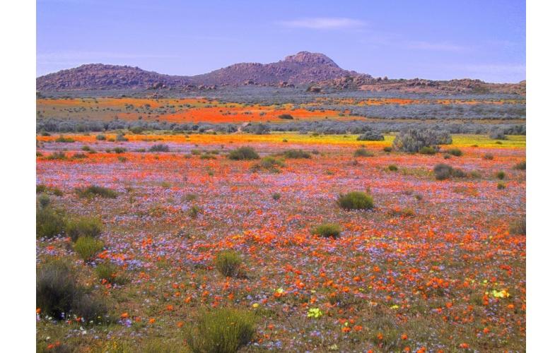 GIORNO 3 NAMAQUALAND Partiremo da Citta del Capo per poi attraversare la pittoresca