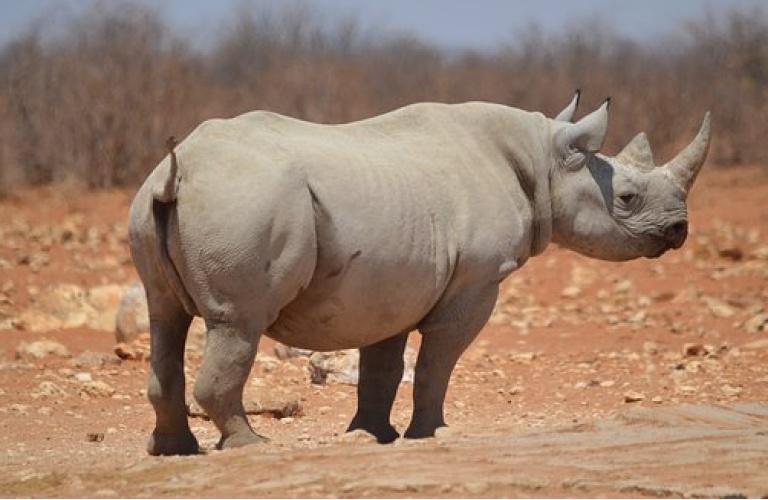 leoni e gli elefanti che hanno trovato in questo parco il loro habitat.