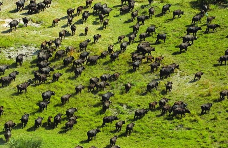 GIORNO 15 IL DELTA DELL OKAVANGO Oggi entreremo in Botswana e viaggeremo fino al cuore