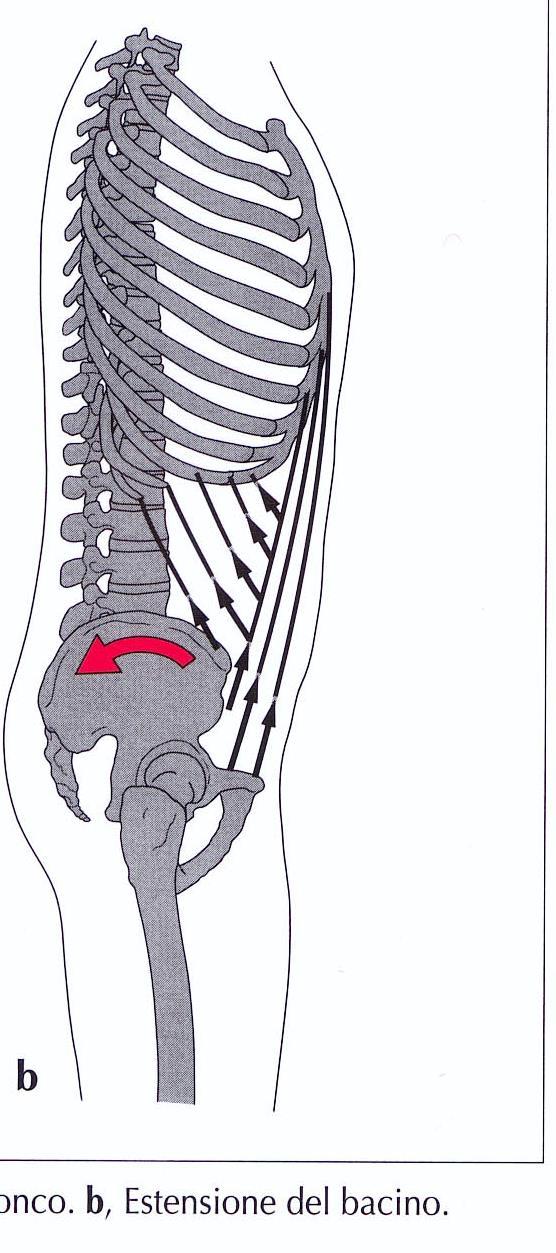 -> (contronutazione del sacro) -> diminuisce lordosi lombare Assetto astenico Coste