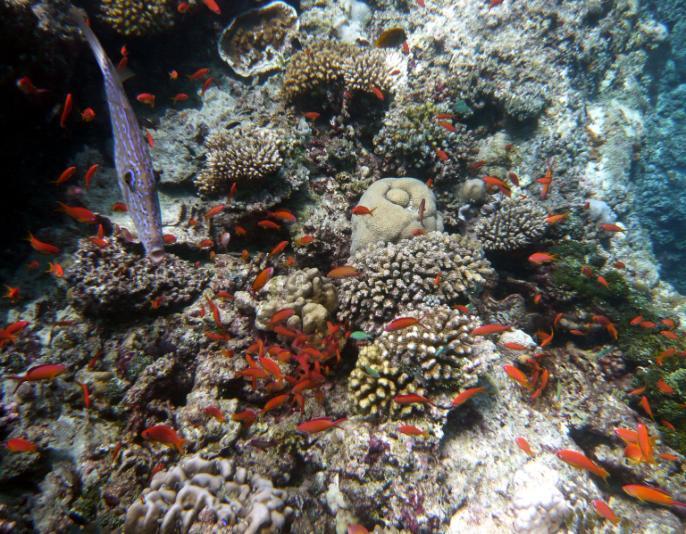 Figura 2: Copertura dei coralli a 5 m di