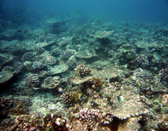 profondità nel reef oceanico di Kashavaru Falhu
