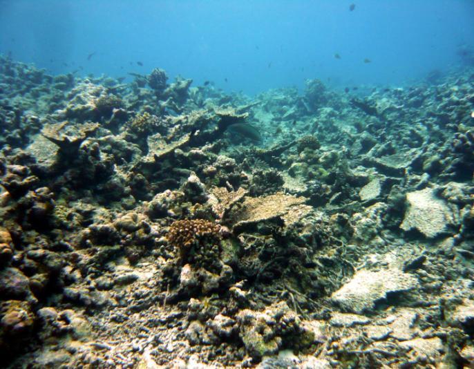 Figura 5: Mortalità massiva di coralli a 5 m di profondità nel reef