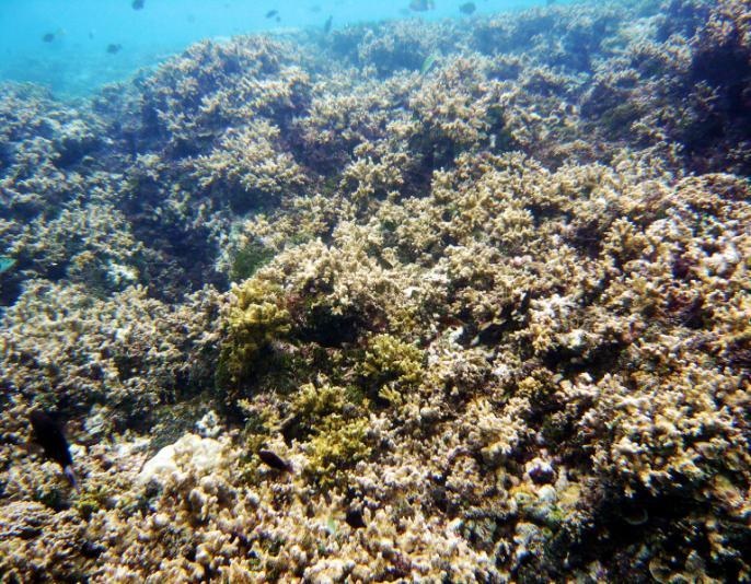 nell Atollo di Felidhoo, con copertura quasi totale di coralli