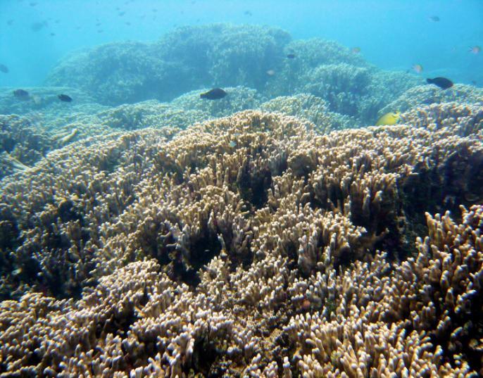 Figura 7: Reef lagunare di Anbara Reef,  debolmente ramificati sul