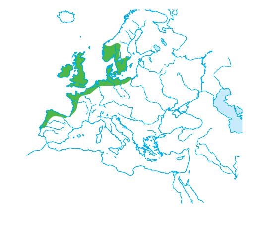 Il clima atlantico Gli inverni sono piovosi e umidi, ma non molto freddi.