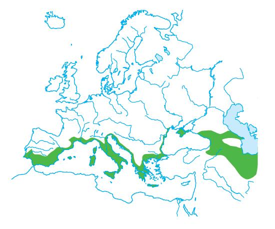 Il clima mediterraneo Le estati sono molto calde, secche e ventilate, mentre gli inverni sono miti e mediamente piovosi.