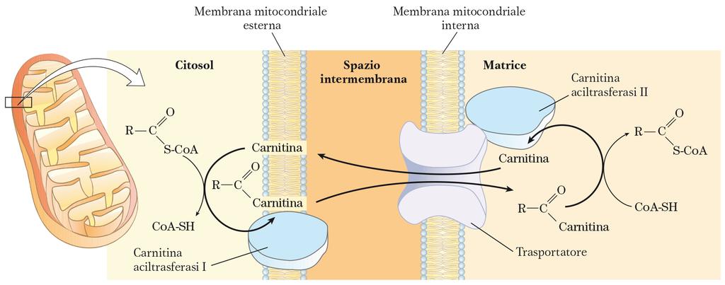 Il sistema di trasporto della carni;na Per essere trasferi9 nella matrice mitocondriale gli acidi grassi a lunga catena vengono prima lega9 a una molecola carrier, la L-carni9na, ad opera