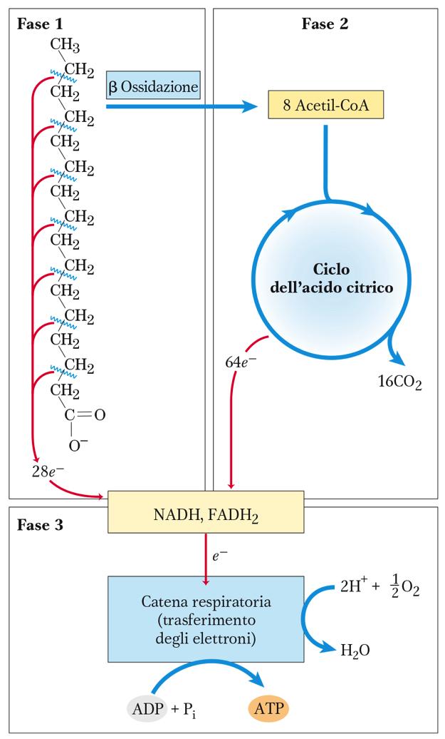 Beta-ossidazione degli acidi grassi Anche se non consuma direcamente ossigeno molecolare, la beta-ossidazione è una via