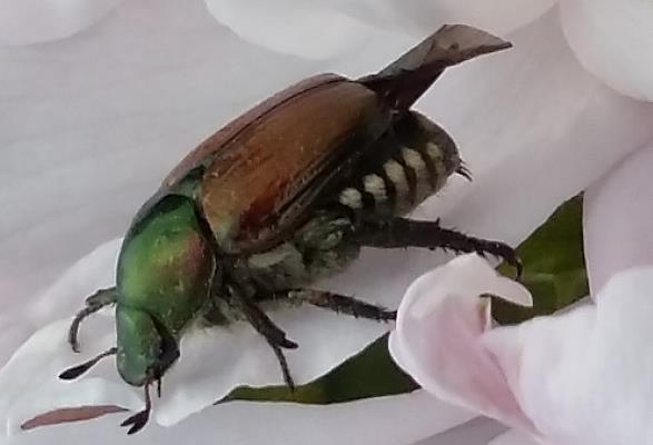 Lombardia - - Piemonte Popillia japonica (Coleoptera: Rutelidae) Altri Organismo da quarantena.