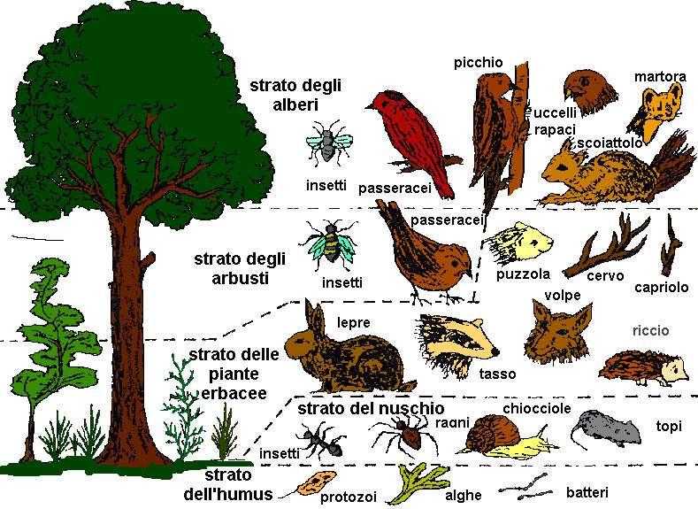 La Biodiversità