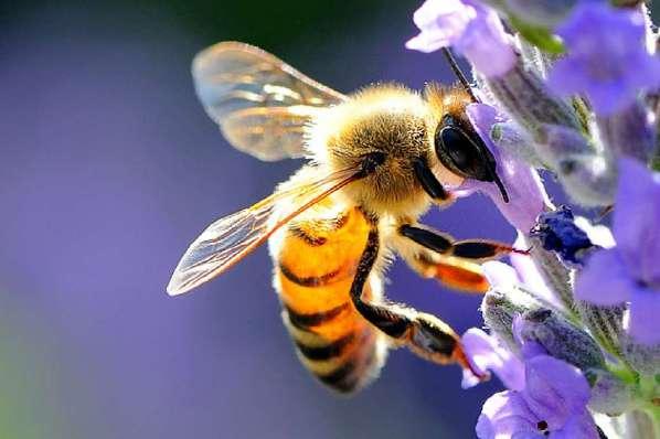 estinzione - Stress sulla fauna selvatica,