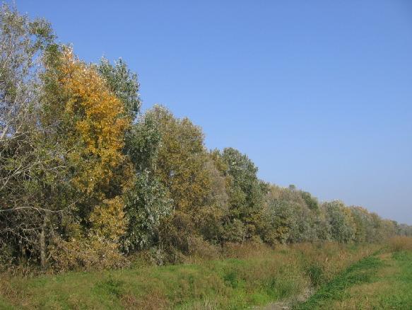 AZIONE DI ADATTAMENTO: creazione di reti e sistemi di spazi verdi LA RETE ECOLOGICA DI