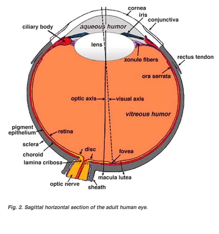 3 L occhio come sistema ottico L occhio umano può essere considerato, in prima approssimazione, un sistema ottico centrato i cui elementi ottici sono la cornea eilcristallino, mentrelaretina
