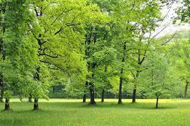«Attuazione metodi di gestione forestale prossima alla natura ( silvicoltura ecologicamente sostenibile ) o approcci alternativi simili per quanto riguarda i boschi piantati coetanei o caratterizzati