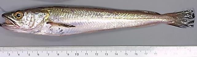 MACROZOOBENTHOS EPIMEGABENTHOS Anellida 349 (62%) Arthropoda 93 (17%) 10159 (87%) Chordata 913 (8%) Cnidaria 45 (0,5%) Echinodermata 65 (11%) 41 (0,5%) Mollusca 43 (8%) 316