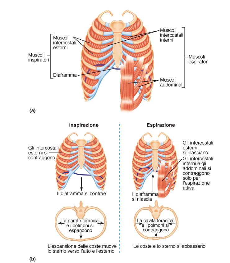 Contrazione diaframma: diametro verticale e trasverso della gabbia toracica volume gabbia toracica. Responsabile dei 2/3 dell inspirazione.