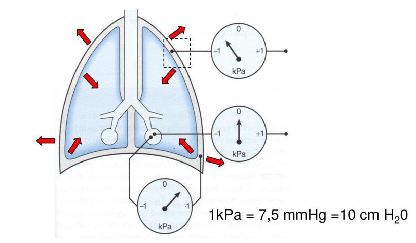 Pressioni polmonari all equilibrio del sistema toraco-polmonare - 5-6 cm H 2 O 0 cm H 2 O + 5 6 cm H