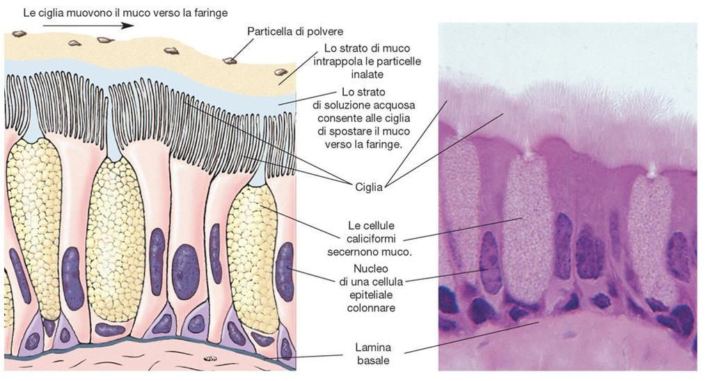 Epitelio ciliato della trachea: