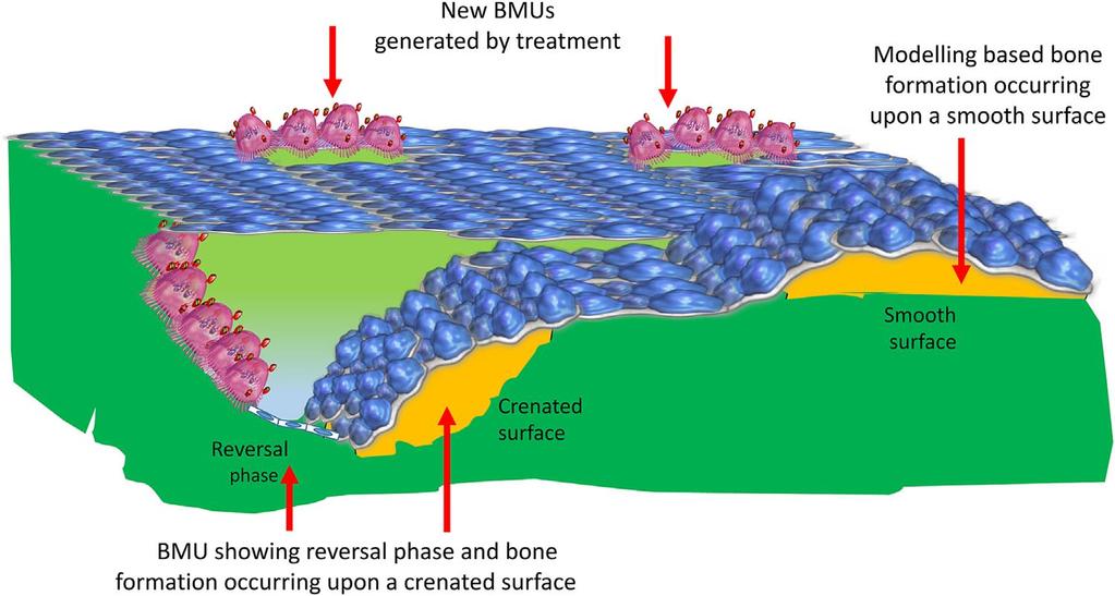 Actions of teriparatide and