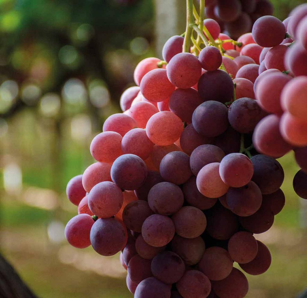 La TOP FRUIT coopera con l azienda agricola LA FITTA che si estende su una superficie di 50 ettari coltivati ad uva da tavola con svariate varietà con semi e senza semi.