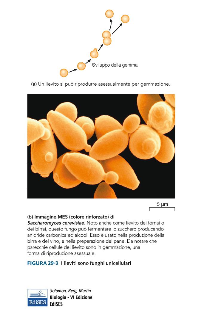 Molti funghi si riproducono asessualmente attraverso la formazione di gemme che si staccano dalla cellula madre.