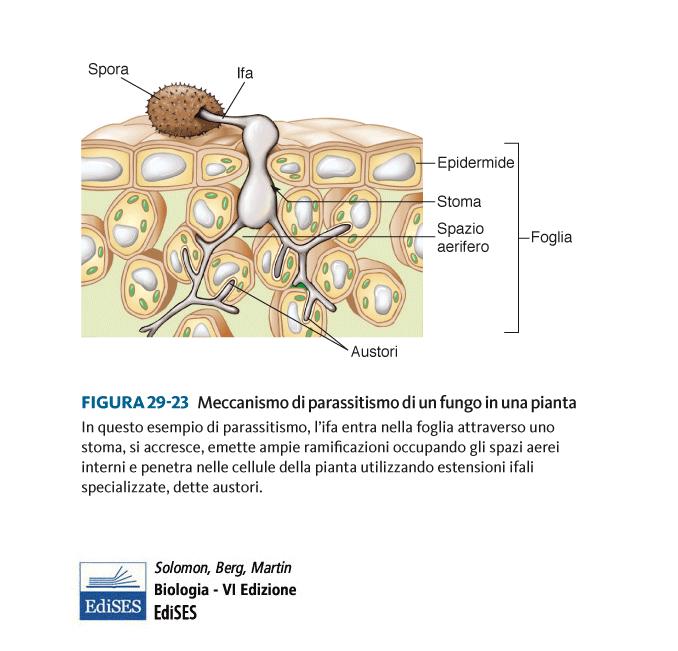 Dopo aver digerito la cuticola il fungo invade i tessuti con facilità.