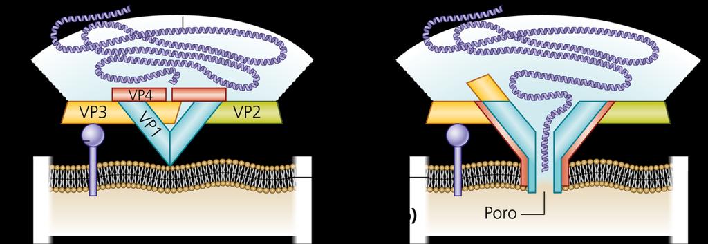 Virus nudi: rilascio del genoma a livello della membrana plasmatica Poliovirus A: L interazione recettore-antirecettore porta un vertice del capside, formato da VP1 (turchese), vicino alla membrana
