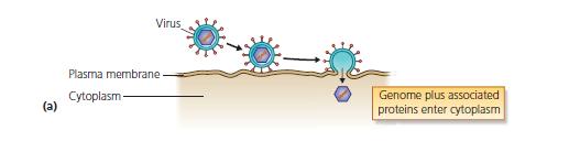 Virus con envelope: Fusione