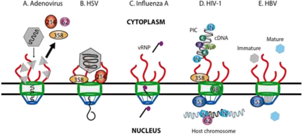 Importo nucleare del genoma virale Adenovirus: Il capside di adenovirus interagisce con le componenti del poro nucleare, ma viene disassemblato e il DNA con associata la proteine terminale entra nel