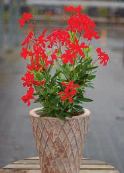 Bright scarlet red Neue sternförmige Blütenform "Mini" beschreibt
