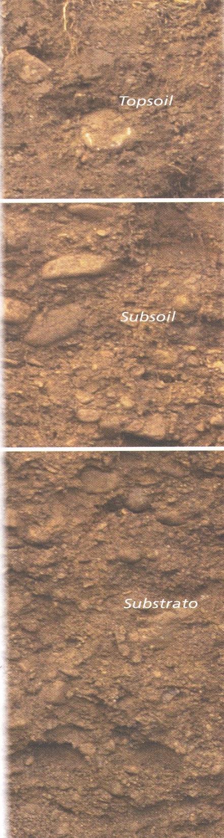 Topsoil: è lo strato di suolo più superficiale spesso 35-40 cm di colore bruno scuro, formato da particelle grossolane è ricco di humus.