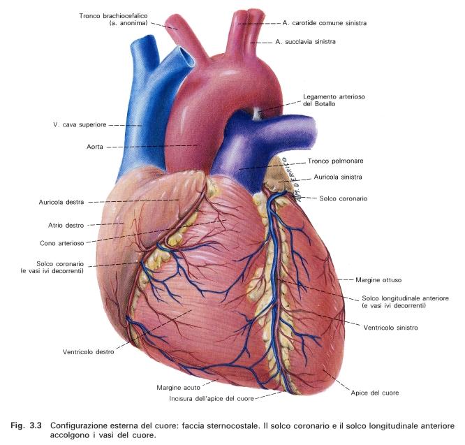 Aspetto esterno del cuore: Distinguiamo una faccia anteriore (sternocostale) ed una faccia postero-inferiore (diaframmatica) Solco coronario o solco