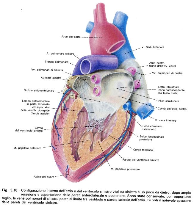 Atrio e ventricolo sn Le vene polmonari si aprono sulla parete