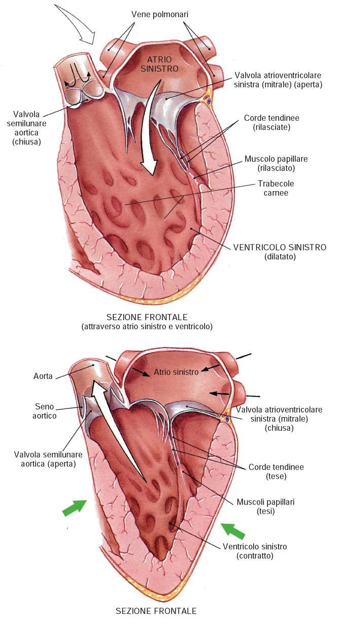 valvole cardiache atrio-ventricolari diastole