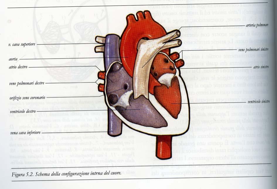 Il cuore Castellucci et al.