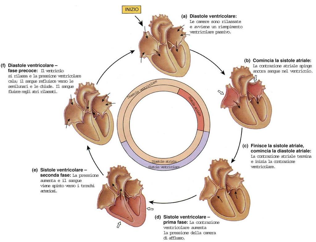Ciclo cardiaco frecce nere: movimento del sangue frecce