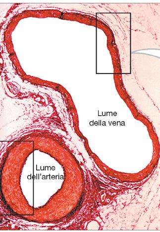 APPARATO CARDIO-CIRCOLATORIO (Apparato Vascolare Sanguifero) arterie sono dette arterie i vasi che irradiano dal