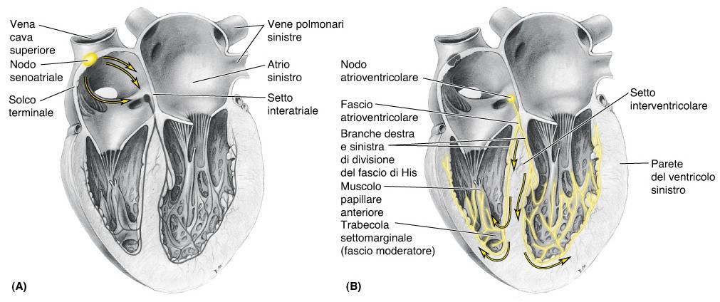 coronaria dx r. marginale dx r. interventricolare posteriore r. nodale seno-atriale (60%) r.