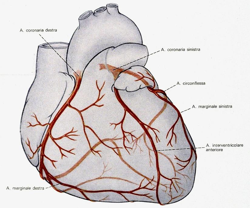 Circolazione coronaria: arterie coronarie coronaria dx r. marginale dx r. interventricolare posteriore r. nodale seno-atriale (60%) r.