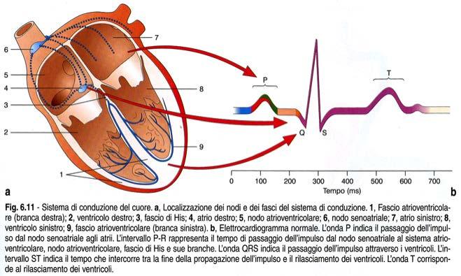 Elettrocardiogramma: (ECG) è la registrazione dell'attività elettrica del cuore che si verifica nel ciclo cardiaco. L onda P = passaggio dell impulso dal nodo senoatriale agli atri.